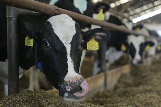 Sněmovna dala zelenou rituálnímu týrání zvířat, míní odborník. Maso půjde na vývoz - Novinky